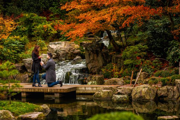 The moment of surprise proposal at the bridge in Kyoto Gardens Holland Park